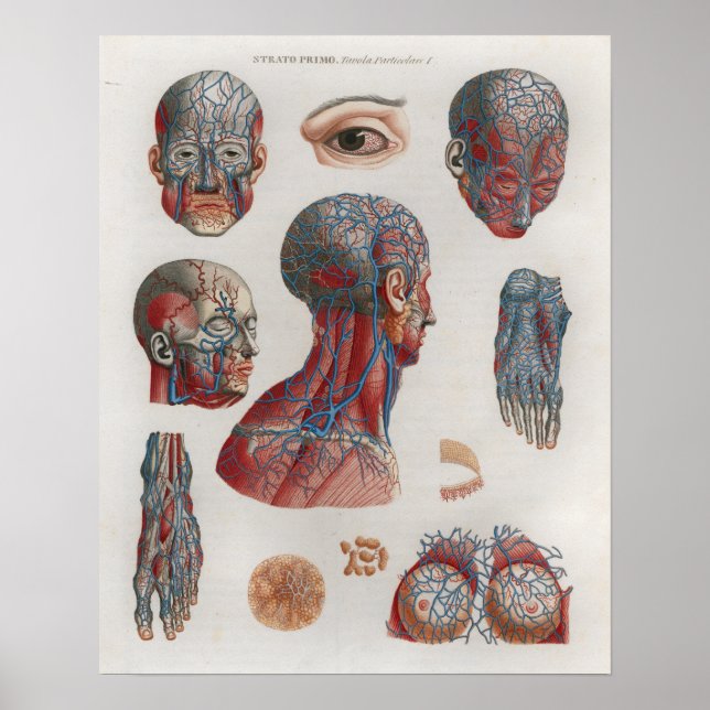 1833 Vintage Veins Head Face Anatomy Poster (Front)