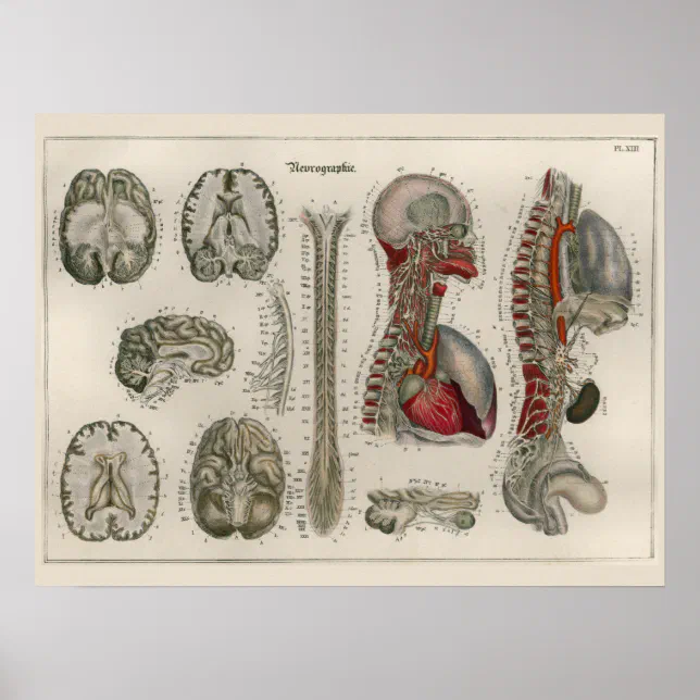 1837 Vintage Brain Nerves Anatomy Art Poster | Zazzle
