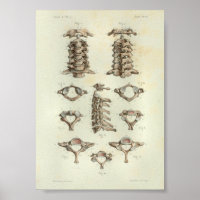 1844 Vintage Anatomy Print Cervical Spine