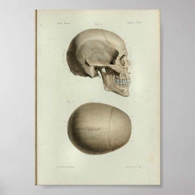 1844 Vintage Anatomy Print Human Skull (Front)