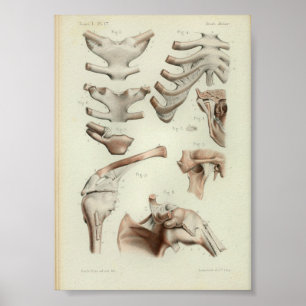 1844 Vintage Anatomy Print Joints Articulations