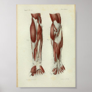 1844 Vintage Anatomy Print Muscles Arm