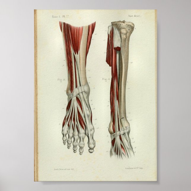 1844 Vintage Anatomy Print Muscles Foot (Front)