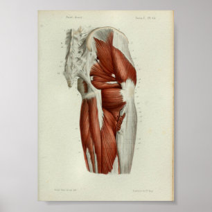 1844 Vintage Anatomy Print Muscles Hip