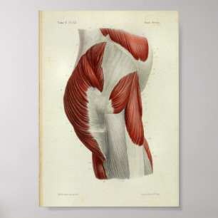 1844 Vintage Anatomy Print Muscles Hip
