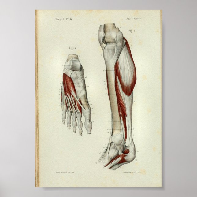 1844 Vintage Anatomy Print Muscles Leg (Front)