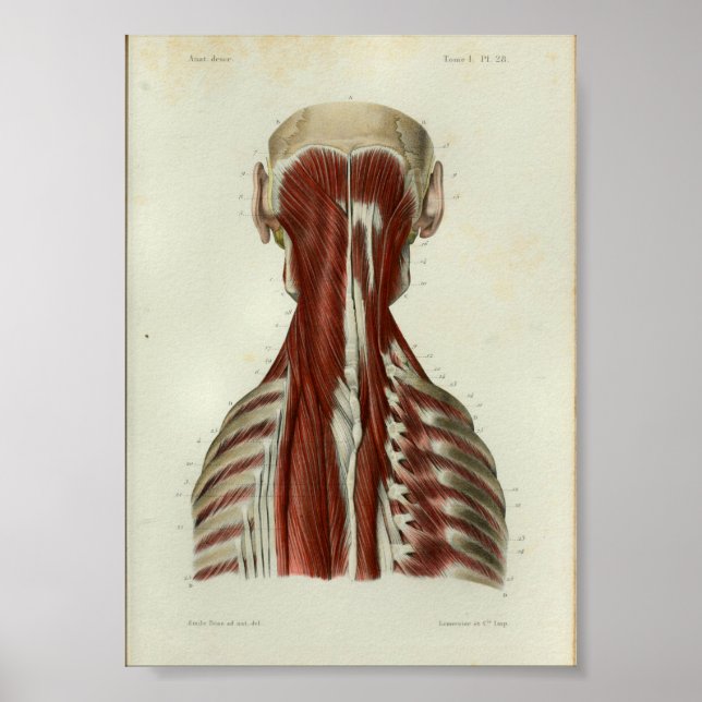1844 Vintage Anatomy Print Muscles Neck (Front)