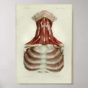 1844 Vintage Anatomy Print Muscles Neck