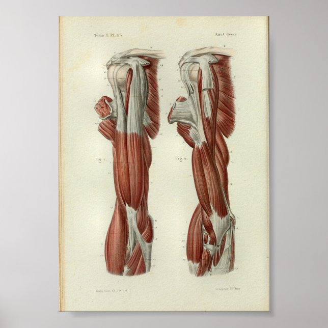 1844 Vintage Anatomy Print Muscles Shoulder (Front)