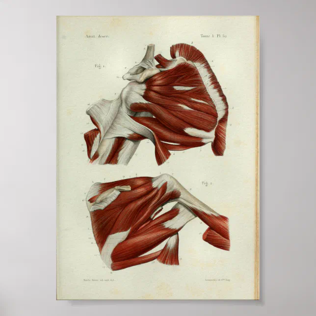 1844 Vintage Anatomy Print Muscles Shoulder | Zazzle