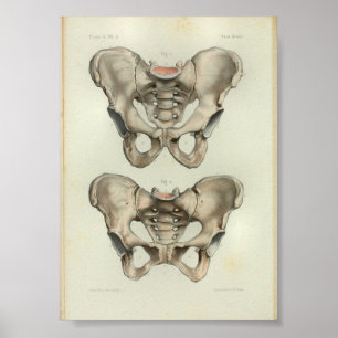 1844 Vintage Anatomy Print Pelvis