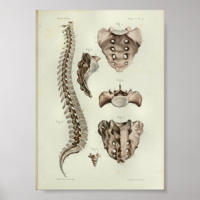 1844 Vintage Anatomy Print Spinal Column (Front)