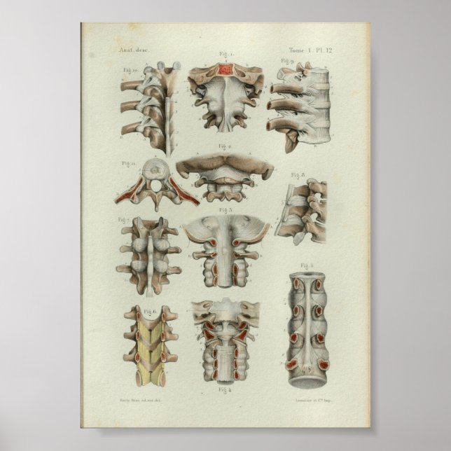 1844 Vintage Anatomy Print Spinal Vertebrae (Front)