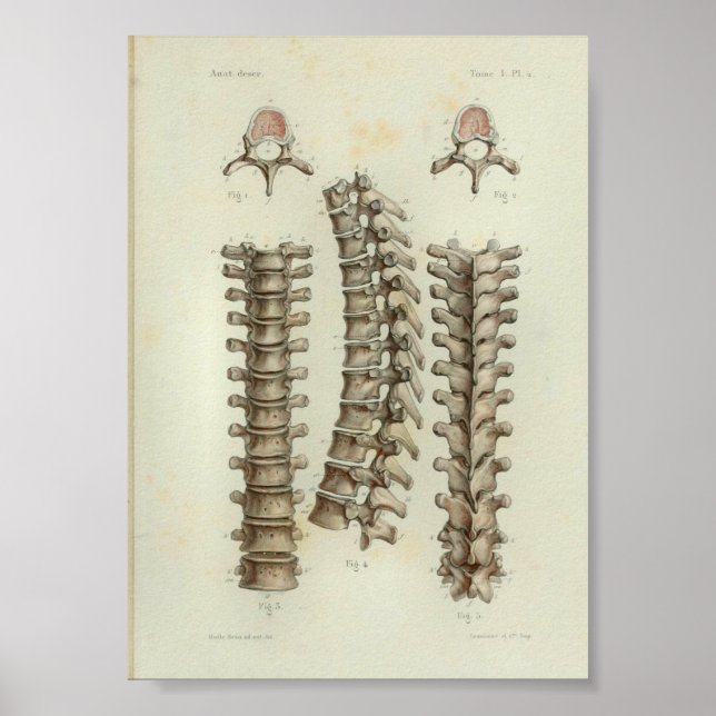 1844 Vintage Anatomy Print Thoracic Spine (Front)