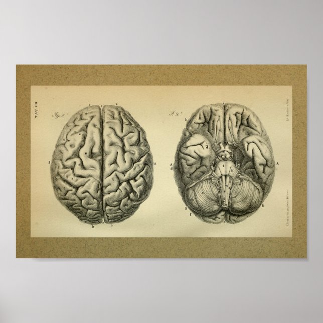 1850 Vintage Anatomy Print Brain (Front)