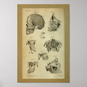 1850 Vintage Anatomy Print Jaw Skull