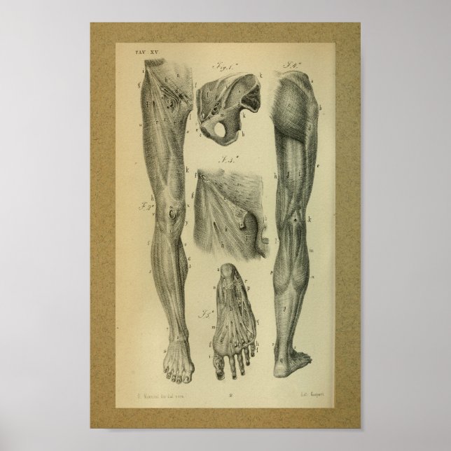 1850 Vintage Anatomy Print Leg Muscles (Front)