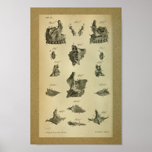 1850 Vintage Anatomy Print Maxilla (Front)