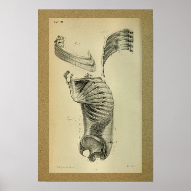 1850 Vintage Anatomy Print Shoulder Muscles (Front)