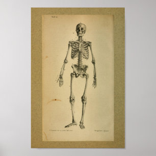 1850 Vintage Anatomy Print Skeleton