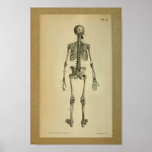 1850 Vintage Anatomy Print Skeleton (Front)