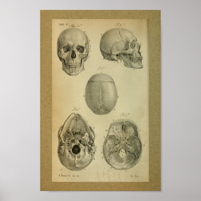 1850 Vintage Anatomy Print Skull (Front)