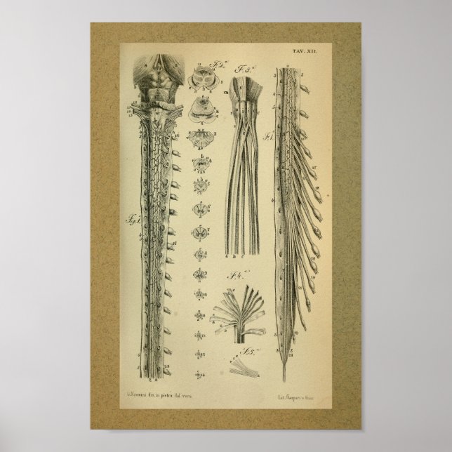 1850 Vintage Anatomy Print Spinal Cord (Front)