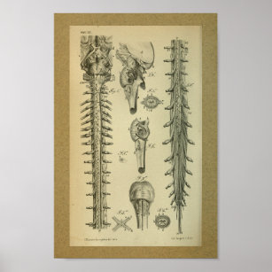 Spinal Cord Posters & Photo Prints | Zazzle AU