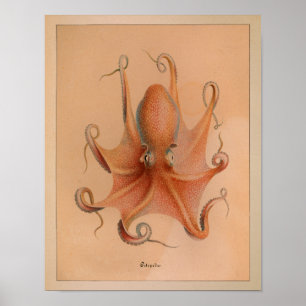1851 Vintage Color Octopus Print