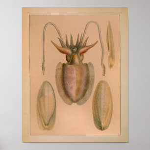 1851 Vintage Colour Common Cuttlefish Print