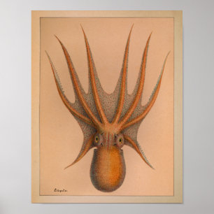 1851 Vintage Colour Octopus Print