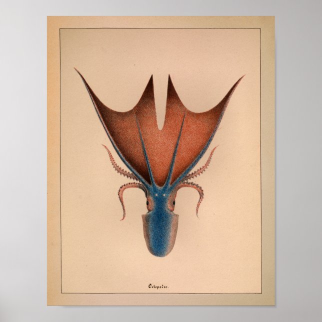 1851 Vintage Colour Octopus Print (Front)