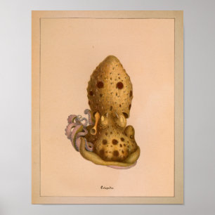 1851 Vintage Colour Octopus Print