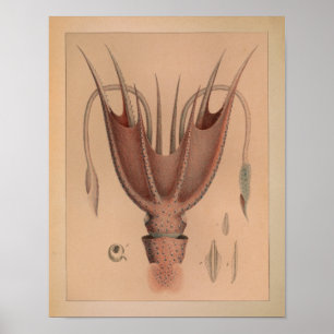 1851 Vintage Colour Octopus Print