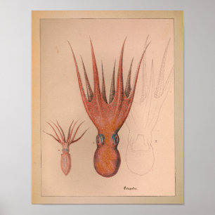 1851 Vintage Colour Octopus Print