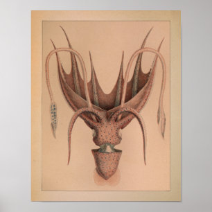 1851 Vintage Colour Octopus Print
