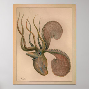 1851 Vintage Colour Octopus Print