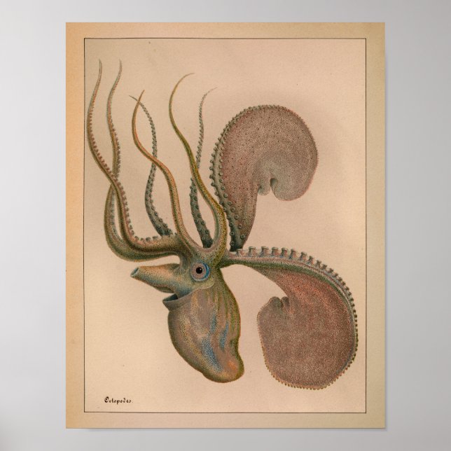 1851 Vintage Colour Octopus Print (Front)