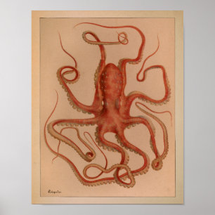 1851 Vintage Colour Octopus Print