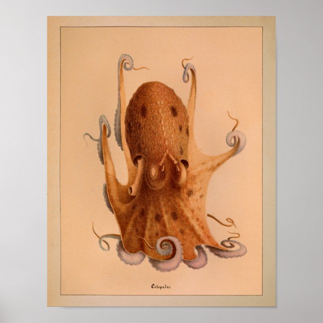 1851 Vintage Colour Octopus Print (Front)