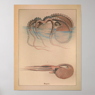 1851 Vintage Colour Octopus Print