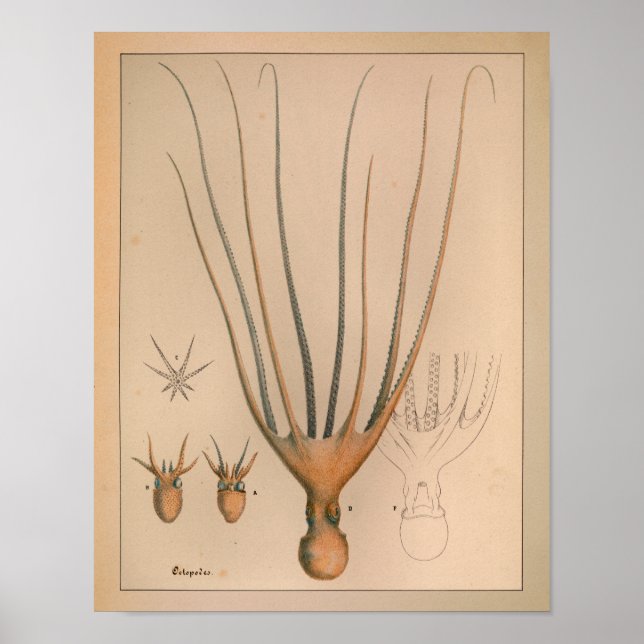 1851 Vintage Colour Octopus Print (Front)