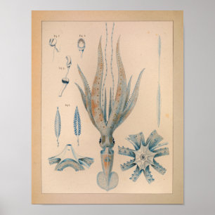 1851 Vintage Colour Squid Print