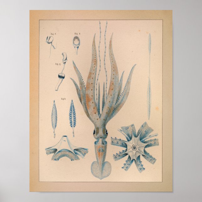 1851 Vintage Colour Squid Print (Front)