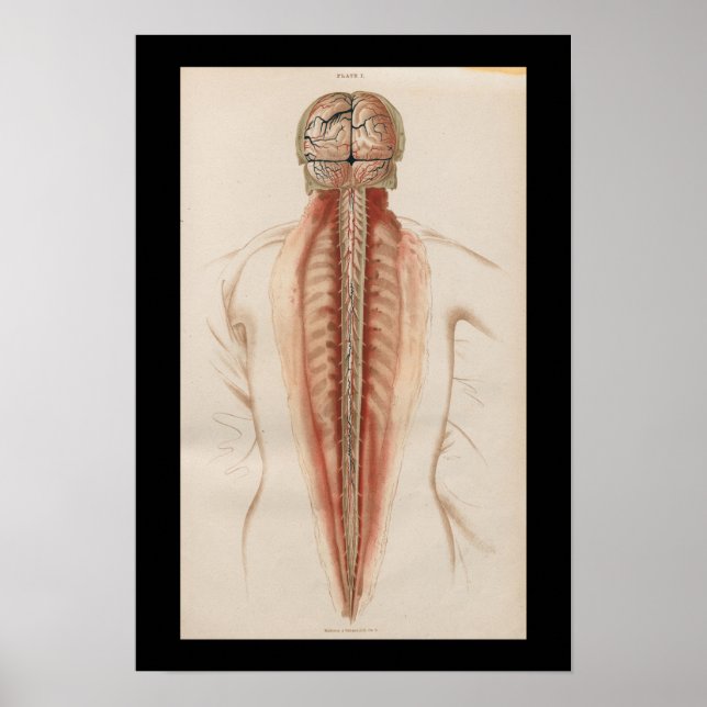 1852 Vintage Anatomy Brain Spinal Cord Poster (Front)