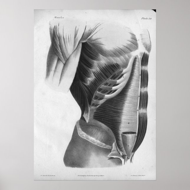 1854 Vintage Anatomy Chest Muscles B/W Print (Front)