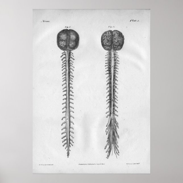 1854 Vintage Brain Spinal Cord Anatomy Print (Front)