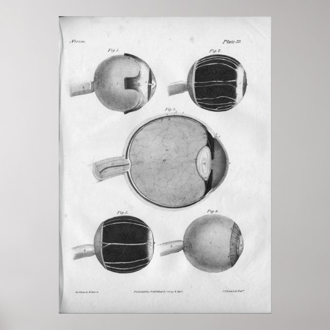 1854 Vintage Eye Anatomy Print (Front)