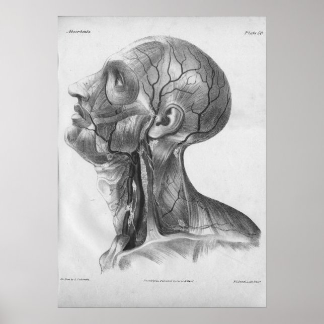 1854 Vintage Head and Neck Anatomy Print (Front)