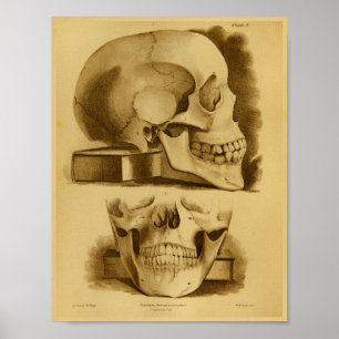 1854 Vintage Human Skull Jaw Anatomy Print
